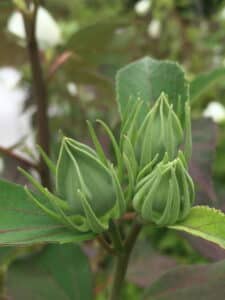 Hibiscus moscheutos Flower Buds Detail Jul ELM 768x1024 Hibiscus moscheutos Flower Buds Detail Jul ELM 768x1024