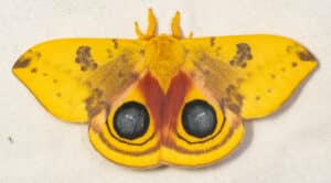 Io Moth Io Moth