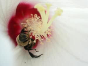Rose Mallow Bee Rose Mallow Bee