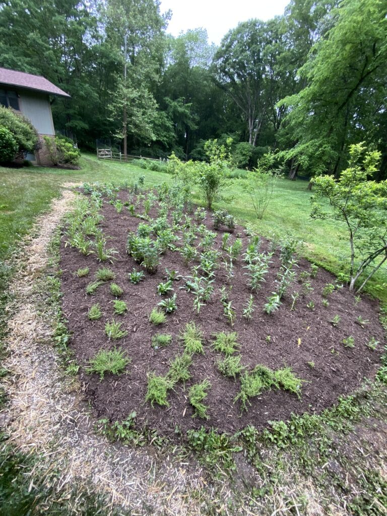 pollinator garden after