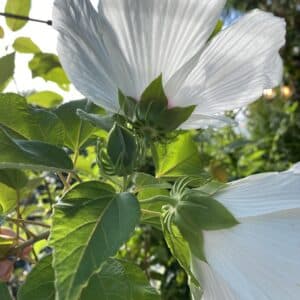 hibiscus epicalyx hibiscus epicalyx