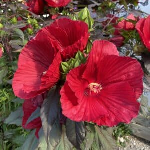 hibiscus midnight marvel hibiscus midnight marvel