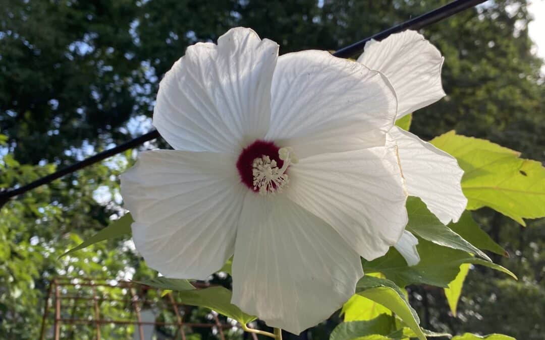 Maryland Native Plants: Hibiscus moscheutos – Swamp Mallow