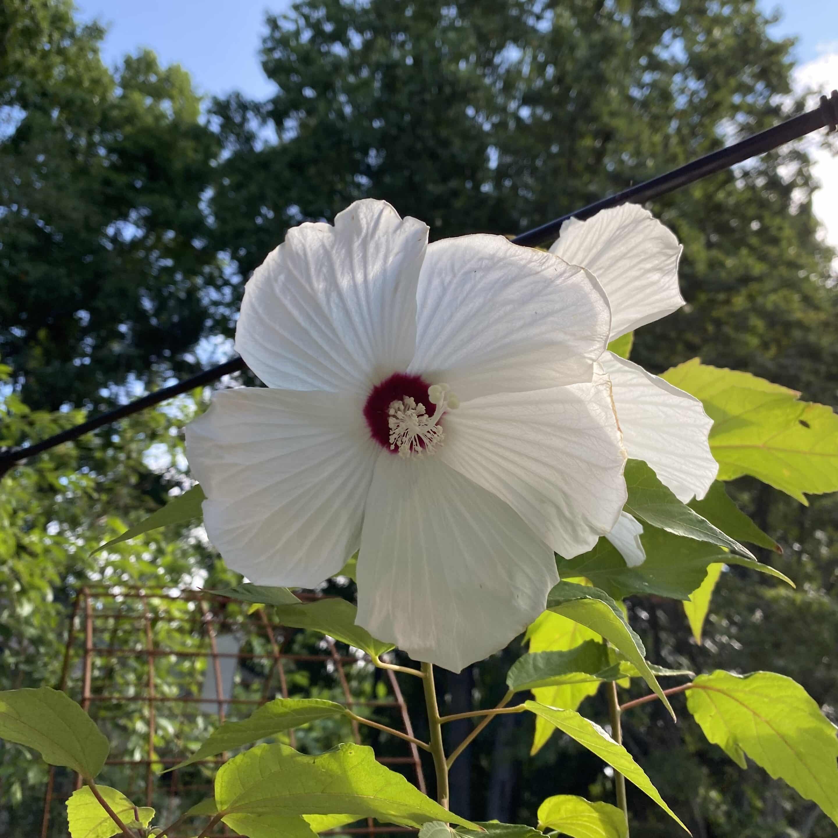 hibiscus moschutos hibiscus moschutos