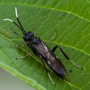Adult Sawfly Adult Sawfly