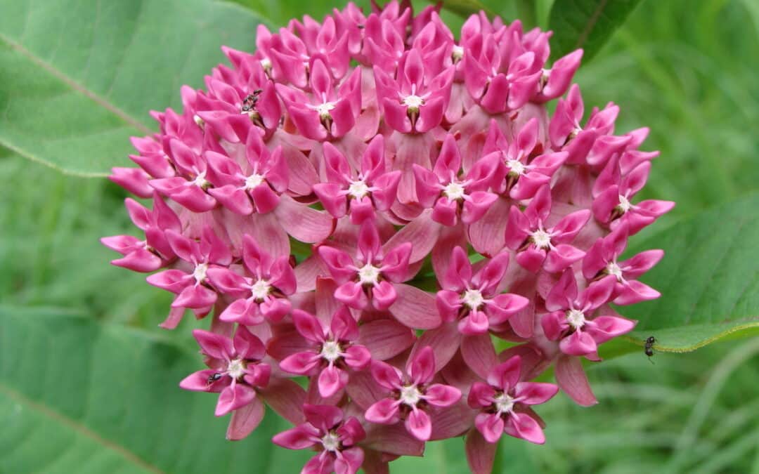 Maryland Native Plants: Asclepias purpurascens – Purple Milkweed