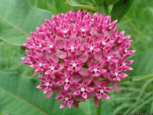 Purple Milkweed Bloom Asclepias purpurascens mt cuba