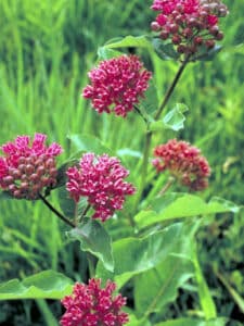 Purple Milkweed Bloom 2 Purple Milkweed Bloom 2