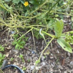 Sawfly pic 2 Sawfly pic 2