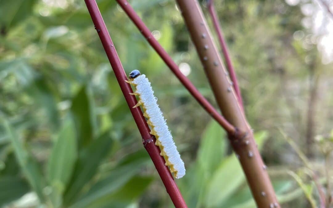 What’s Eating My Dogwood? All About Dogwood Sawflies