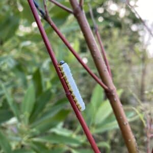 Sawfly pic 3 Sawfly pic 3
