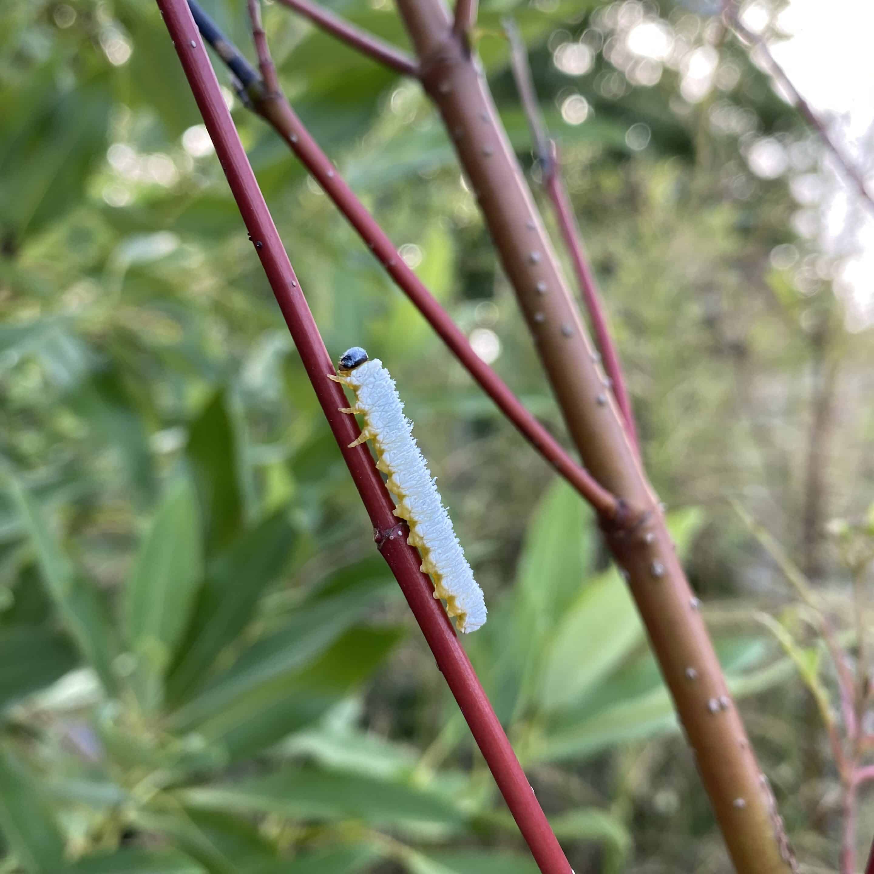 Sawfly pic 3 Sawfly pic 3