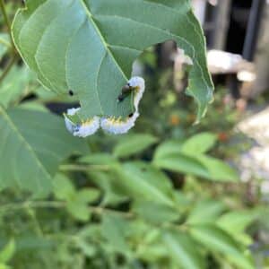 Sawfly pic 7 Sawfly pic 7