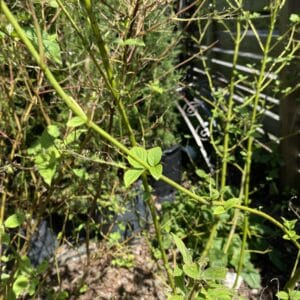 Sawfly pic 9 Sawfly pic 9