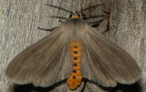 milkweed tussock moth milkweed tussock moth