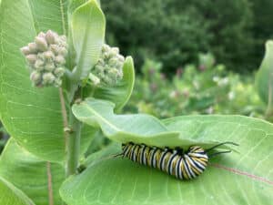 monarch butterfly larva