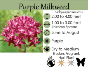 Screenshot 2026 08 14 134215 purple milkweed lgs tag