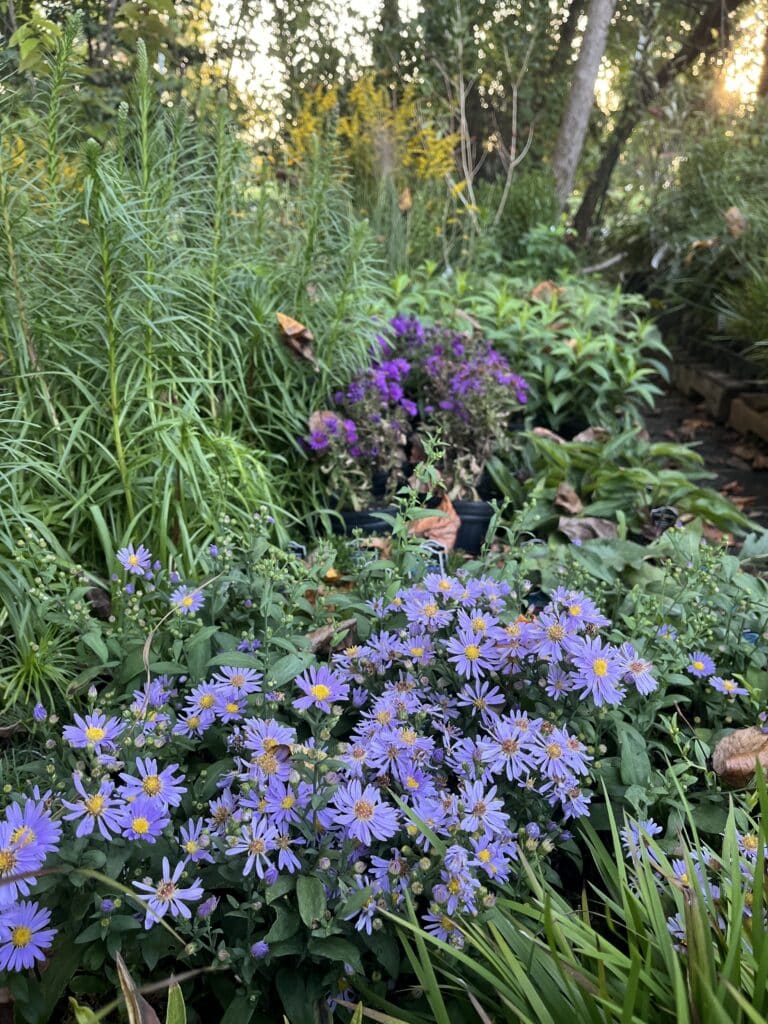Eco-friendly fall cleanup