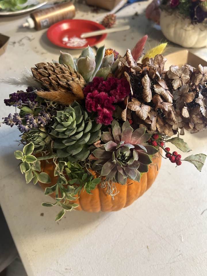 pumpkin succulent demo pumpkin succulent demo