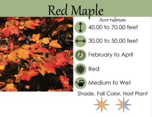 Acer Rubrum plant tag Acer Rubrum plant tag