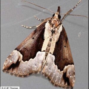 Baltimore Bomolocha Moth Baltimore Bomolocha Moth