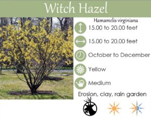 Hamamelis virginiana plant sign Hamamelis virginiana plant sign