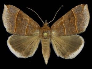 Maple Looper Moth Maple Looper Moth