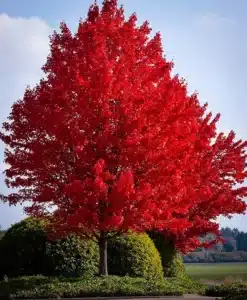 Red Maple Needham's Nursery Red Maple Needham's Nursery