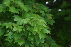 Red Maple Summer Foliage Red Maple Summer Foliage