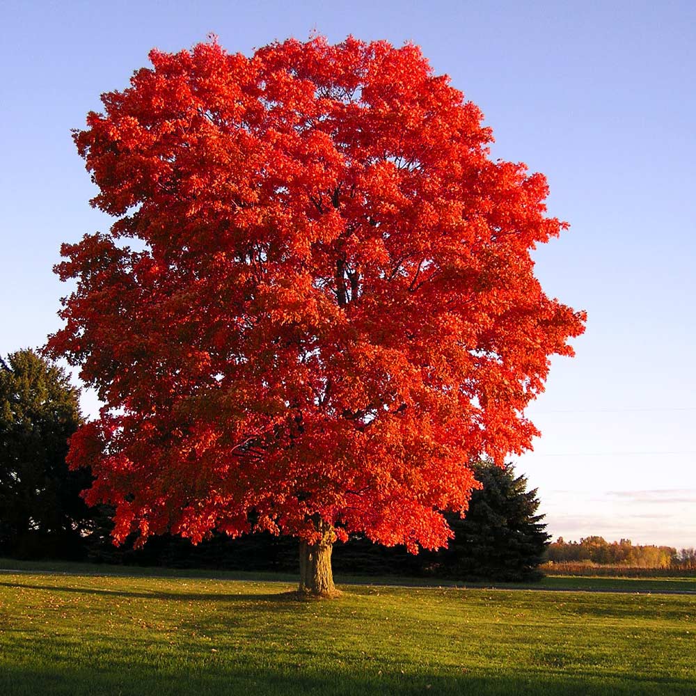 Red Maple Red Maple