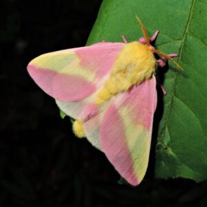 Rosy Maple Moth Rosy Maple Moth
