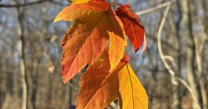 red maple mt cuba red maple mt cuba